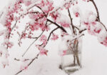 Πινακας σε καμβά SNOW BLOSSOM