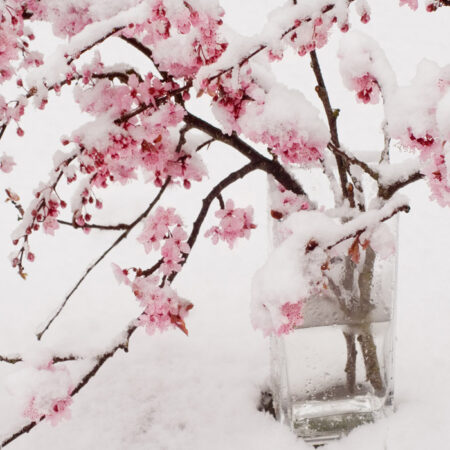 Πινακας σε καμβά SNOW BLOSSOM - Ανθη Δεντρων Sticky 4