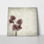 Πίνακας σε καμβά TEXTURED OLD PAPER BACKGROUND LATHYRUS TINGITANUS