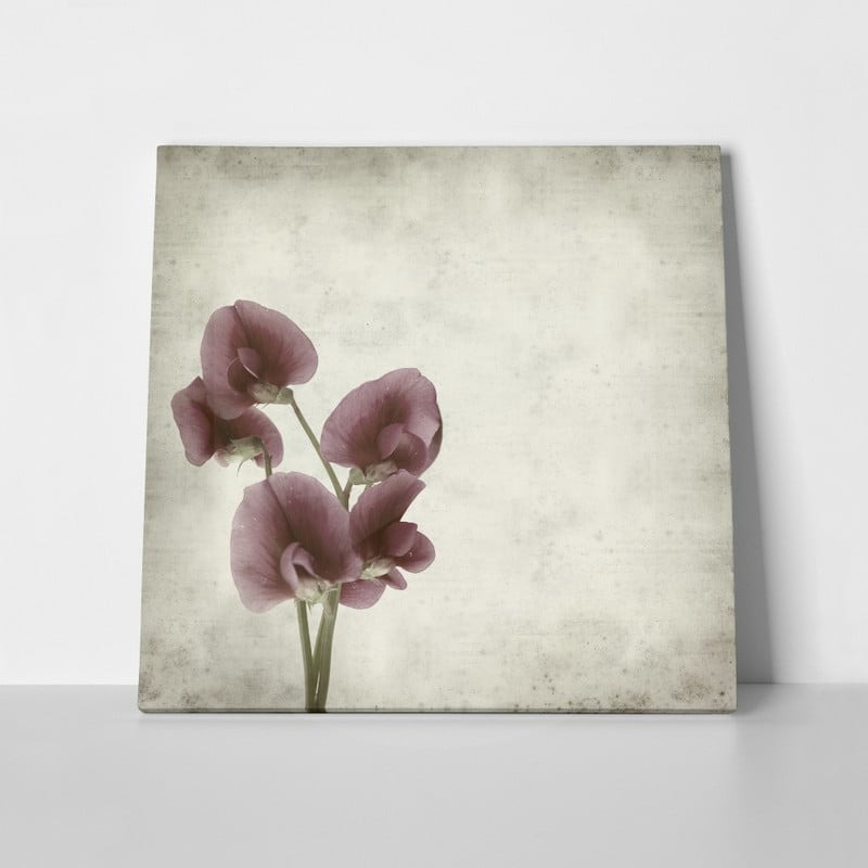 Πίνακας σε καμβά TEXTURED OLD PAPER BACKGROUND LATHYRUS TINGITANUS
