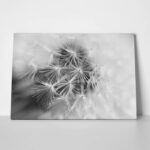Πινακας σε καμβά BLACK AND WHITE DANDELION MACRO