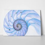 Πινακας σε καμβά BLUE SHELL MACRO PHOTOGRAPH