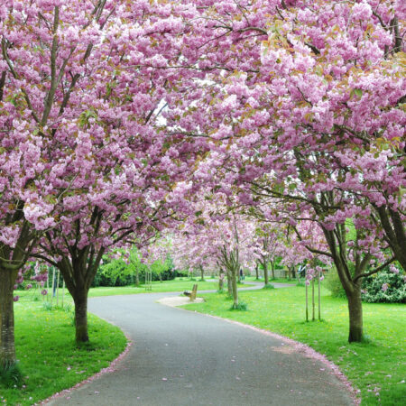 Πινακας σε καμβά CHERRY BLOSSOM PATH - Ανθη Δεντρων Sticky 4