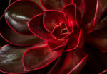 Πινακας σε καμβά CLOSEUP SUCCULENT ECHEVERIA