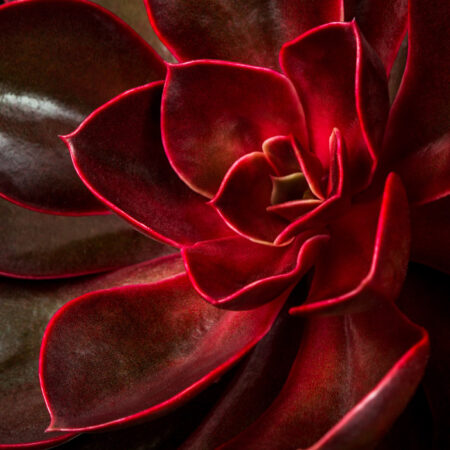 Πινακας σε καμβά CLOSEUP SUCCULENT ECHEVERIA - Floral - Λουλουδια Sticky 4