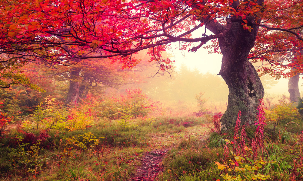 crop image