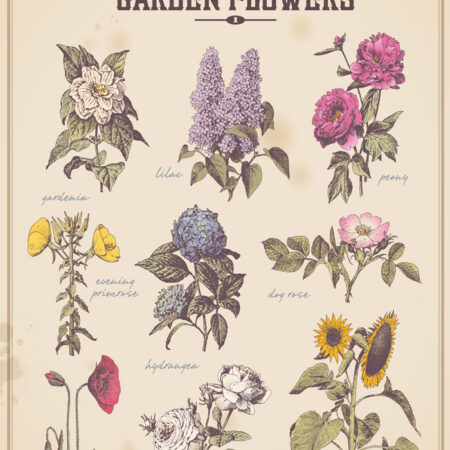 Πινακας σε καμβά OLD FASHIONED FLOWERS - Botanical - Φυτα Sticky 4