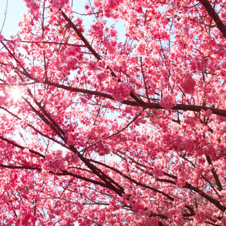 Πινακας σε καμβά PINK BLOSSOM - Ανθη Δεντρων Sticky 4
