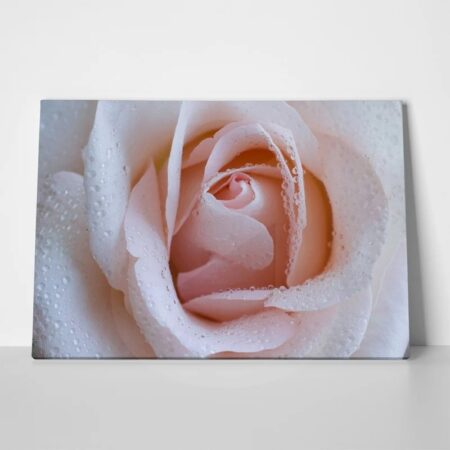 Πινακας σε καμβά PINK ROSE SWIRLS - Τριανταφυλλα