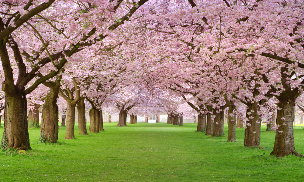 crop image