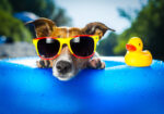 Πινακας σε καμβά SUMMER DOG