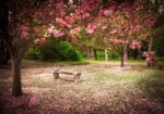 Πινακας σε καμβά TRANQUIL PARK 1
