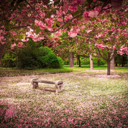 Πινακας σε καμβά TRANQUIL PARK 1 - Ανθη Δεντρων Sticky 4