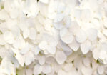 Πινακας σε καμβά WHITE HYDRANGEA FLORAL BACKGROUND