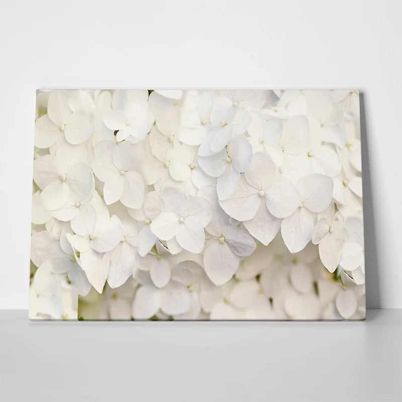 Πινακας σε καμβά WHITE HYDRANGEA FLORAL BACKGROUND