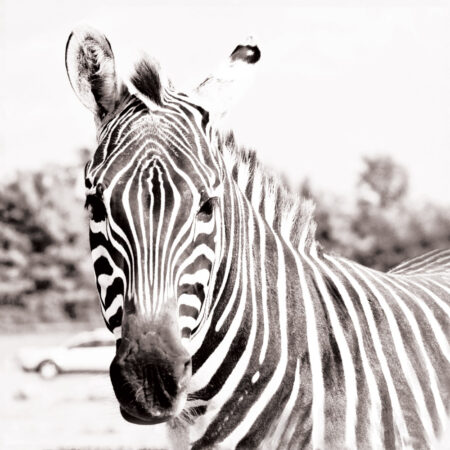 Πίνακας ZEBRA - Ζεμπρες Sticky 4
