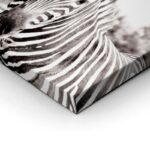 Πίνακας ZEBRA