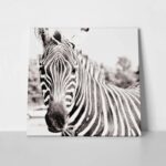 Πίνακας ZEBRA