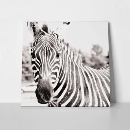 Πίνακας ZEBRA - Ζεμπρες