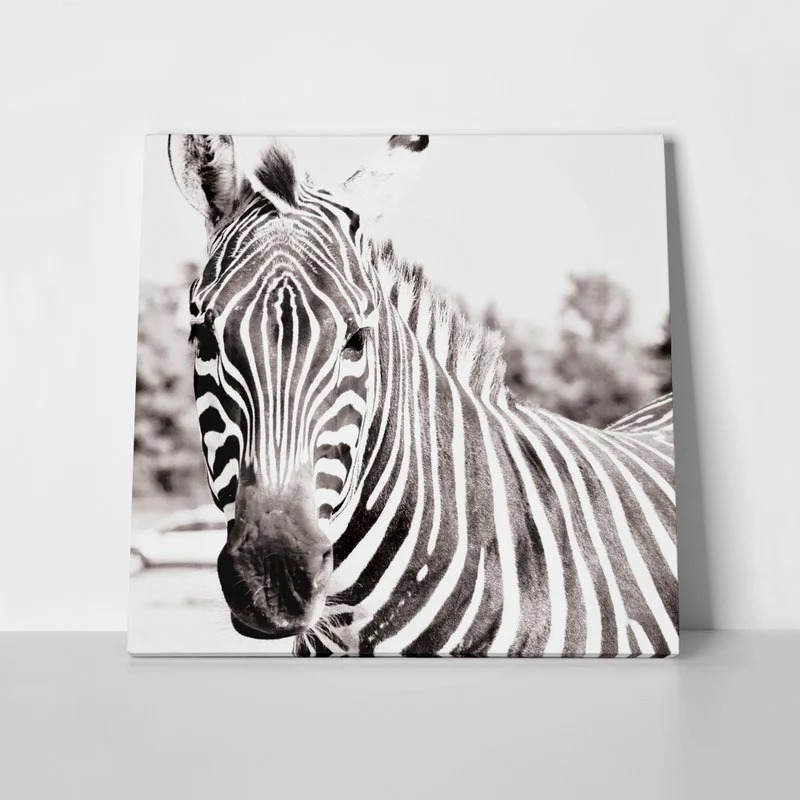 Πίνακας ZEBRA