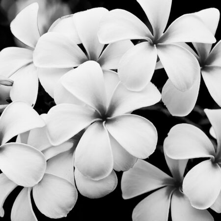Πινακας σε καμβά BLACK AND WHITE FLOWERS - Floral - Λουλουδια Sticky 4