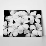 Πινακας σε καμβά BLACK AND WHITE FLOWERS