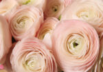 Πινακας σε καμβά RANUNCULUS PERSIAN BUTTERCUP