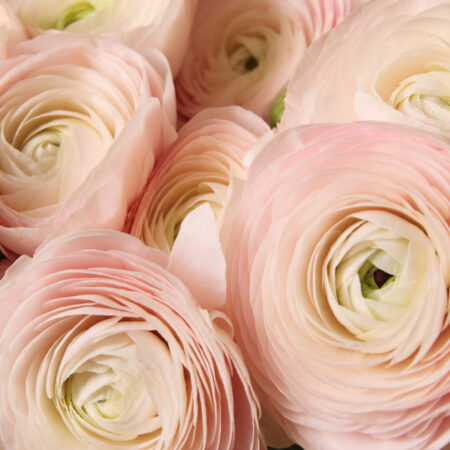 Πινακας σε καμβά RANUNCULUS PERSIAN BUTTERCUP - Floral - Λουλουδια Sticky 4