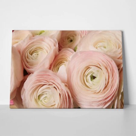 Πινακας σε καμβά RANUNCULUS PERSIAN BUTTERCUP - Floral - Λουλουδια