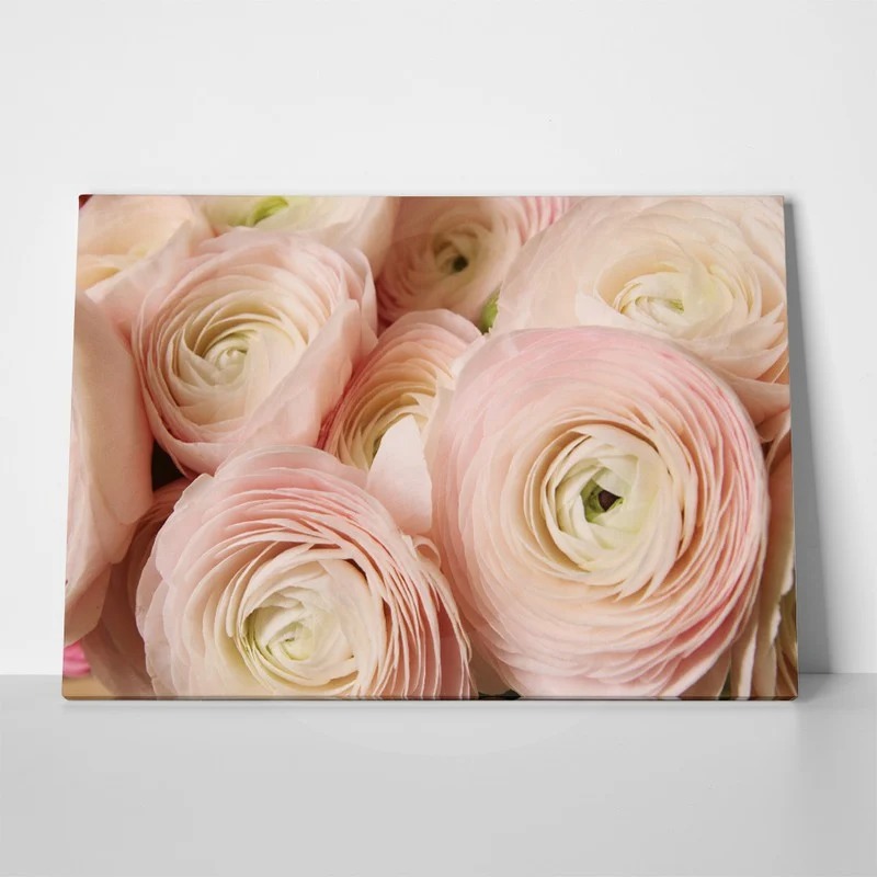 Πινακας σε καμβά RANUNCULUS PERSIAN BUTTERCUP