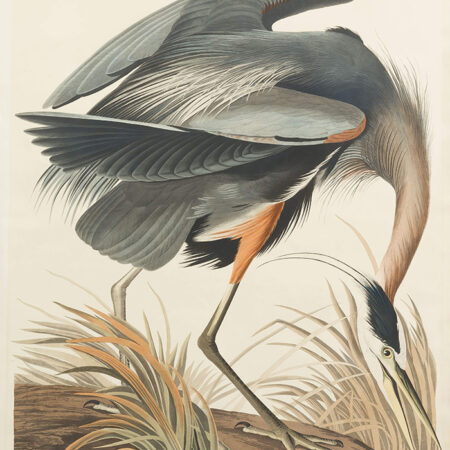 Πινακας σε καμβά AUDUBON GREAT BLUE HERON - Πουλια Sticky 5