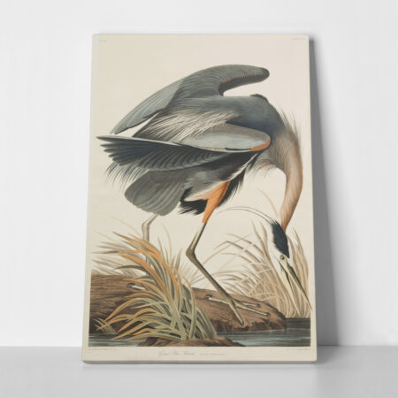 Πινακας σε καμβά AUDUBON GREAT BLUE HERON - Πουλια Sticky 1