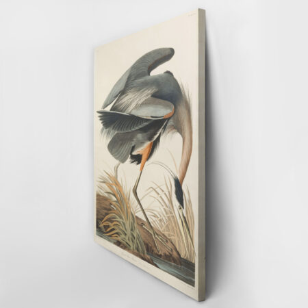 Πινακας σε καμβά AUDUBON GREAT BLUE HERON - Πουλια Sticky 3