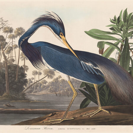 Πινακας σε καμβά AUDUBON - LOUISIANA HERON - Αλλοι ζωγραφοι Sticky 5