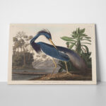 Πινακας σε καμβά AUDUBON - LOUISIANA HERON