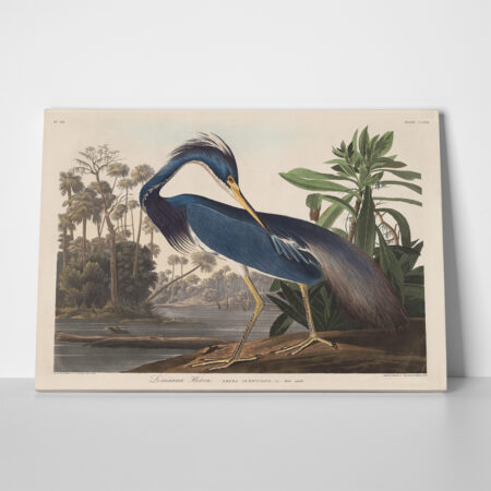Πινακας σε καμβά AUDUBON - LOUISIANA HERON - Αλλοι ζωγραφοι Sticky 1