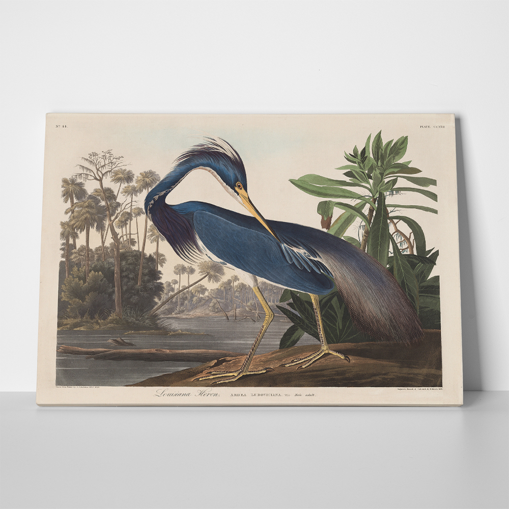 Πινακας σε καμβά AUDUBON - LOUISIANA HERON