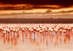 Πινακας σε καμβά FLAMINGOS IN THE SUNSET