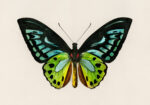 Πινακας σε καμβά GREEN BIRDWING BUTTERFLY