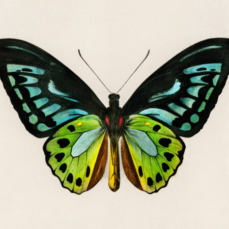 Πινακας σε καμβά GREEN BIRDWING BUTTERFLY - Πεταλουδες Sticky 5