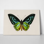 Πινακας σε καμβά GREEN BIRDWING BUTTERFLY
