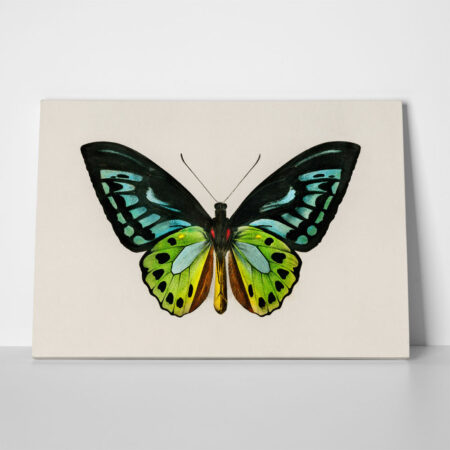 Πινακας σε καμβά GREEN BIRDWING BUTTERFLY - Πεταλουδες Sticky 1