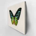 Πινακας σε καμβά GREEN BIRDWING BUTTERFLY