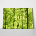 Πινακας σε καμβά GREEN FOREST