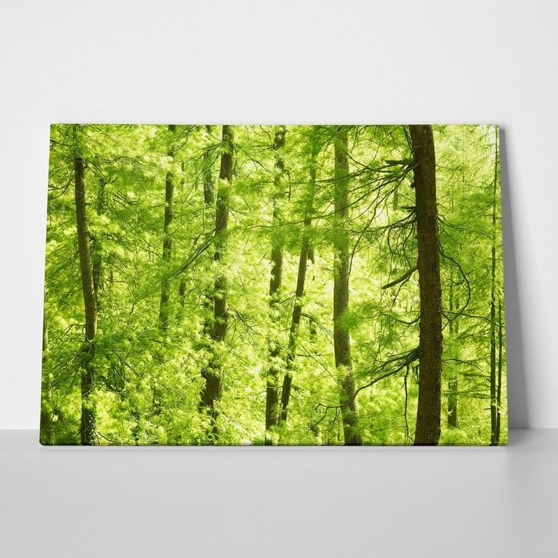 Πινακας σε καμβά GREEN FOREST