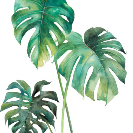 Πινακας σε καμβά MONSTERA LEAVES - Botanical - Φυτα Sticky 5