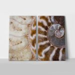 Σετ Δίπτυχος Πινακας σε καμβά AMMONITE