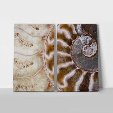 Σετ Δίπτυχος Πινακας σε καμβά AMMONITE - Κοχυλια Sticky 1