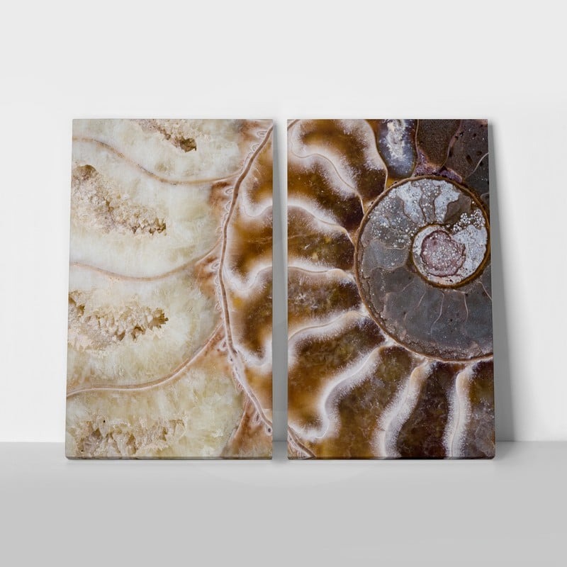 Σετ Δίπτυχος Πινακας σε καμβά AMMONITE