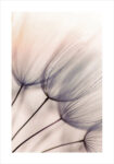 Πόστερ ABSTRACT DANDELION FLOWERS